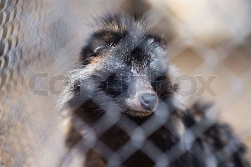 Close up of raccoon face, stock photo