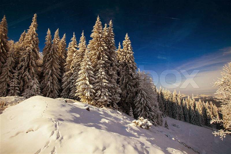 Magical winter snow covered tree, stock photo