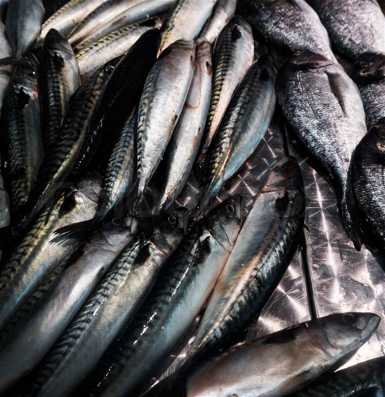 Fresh mackerel fish (Scomber scrombrus). Mackerel for sale at a fish market, stock photo