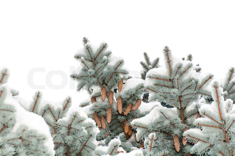 Branch blue spruce trees covered with snow cones, stock photo