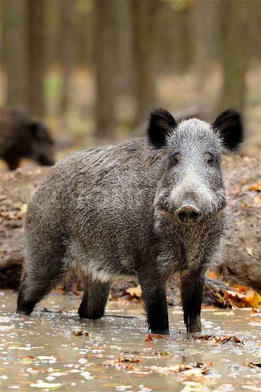 Wild boar in autumn forest. Boar in dirt, stock photo