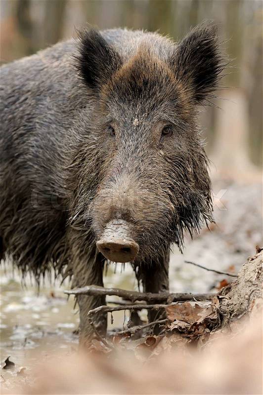 Wild boar in wood. Boar in dirt, stock photo