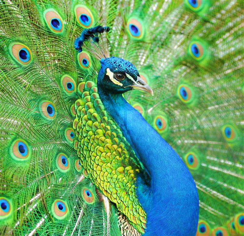 Portrait of beautiful peacock with feathers out, stock photo