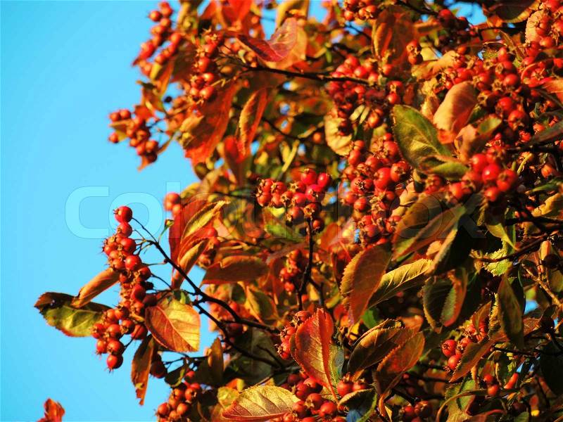 A close-up image of colourful Autumn leaves and red berries, stock photo