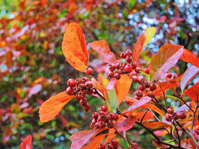 A close-up image of colourful Autumn leaves and red berries, stock photo