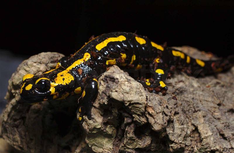 Fire salamander, Salamandra salamandra. Fire salamanders live in central European forests and are more common in hilly areas, stock photo