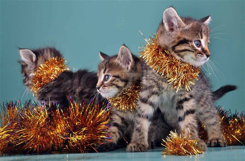 Christmas group portrait of little kittens with holiday decorations, stock photo