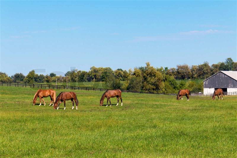 Horses at horse farm. Country landscape. selective focus, stock photo