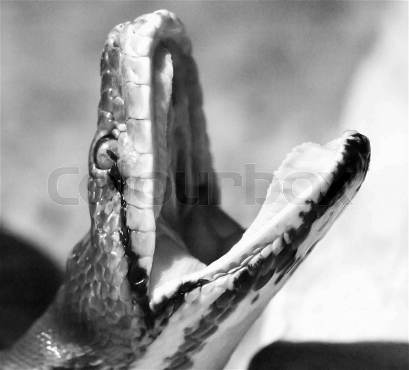 Snake with mouth open, stock photo