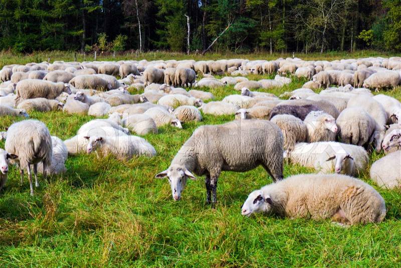 Sheep on the meadow. Sheep graze in the meadow. Herd of sheep, stock photo
