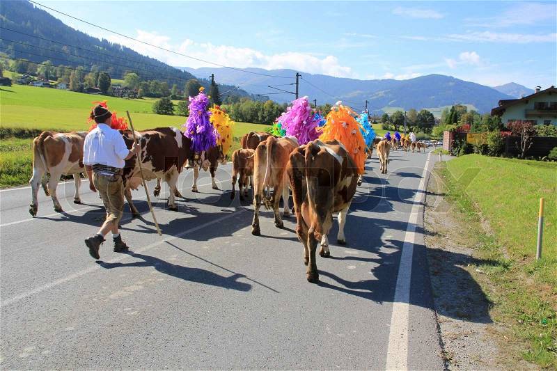 Celebration, called Almatrieb, and the farm walks with the cows with the beautiful headdresses at the highway in Tirol in Austria, stock photo