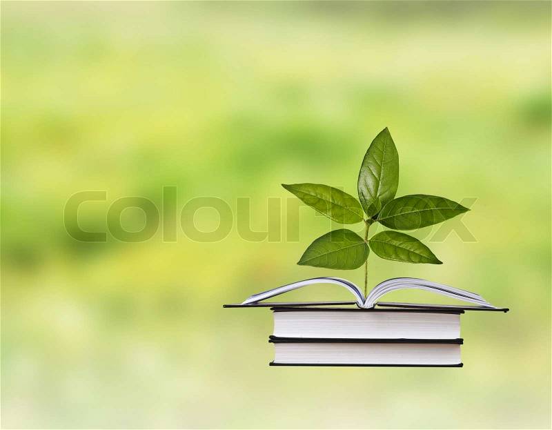Sapling growing from book, stock photo