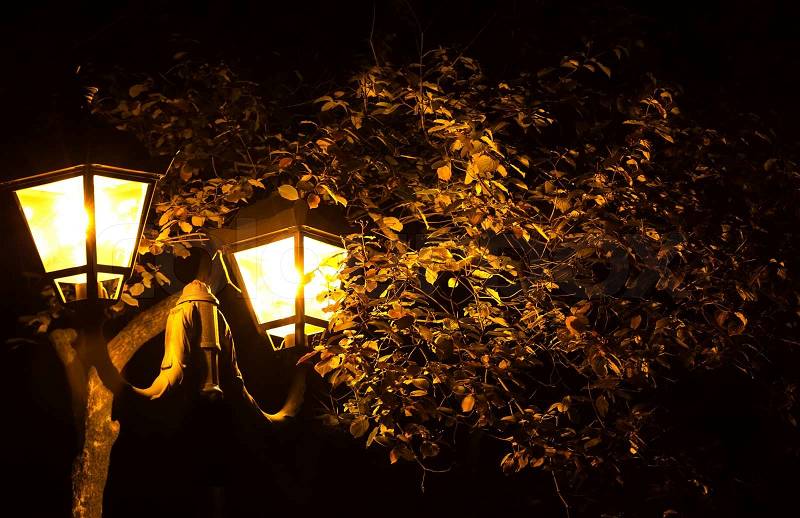 Night lights on autumn trees in park, stock photo