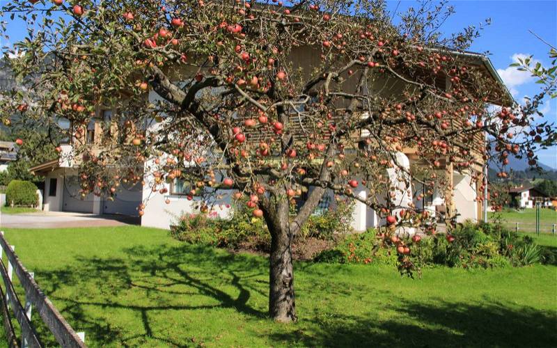 In the home garden stand an apple tree with many red apples in autumn in Tirol in Austria, stock photo