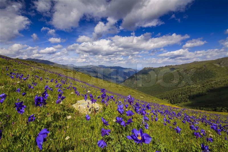 Beautiful mountain landscape with flowers and blue sky , stock photo