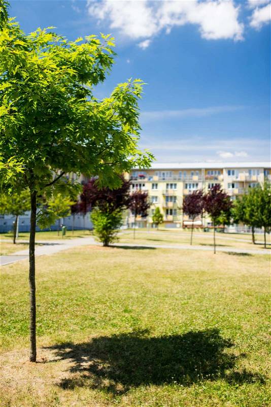 Small tree in green area in front of newly built block of flats, stock photo
