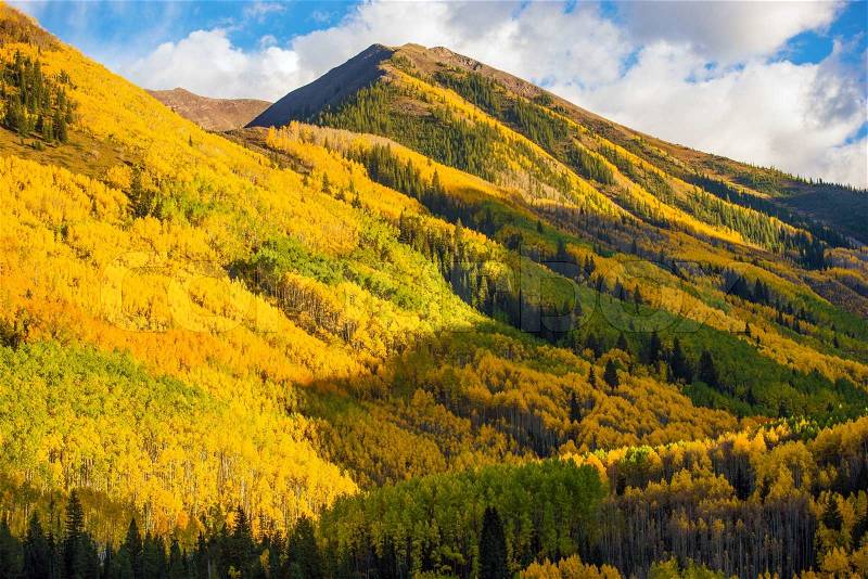 Fall Hills of Colorado. Yellow Aspen Trees Forest near Aspen, Colorado, USA, stock photo