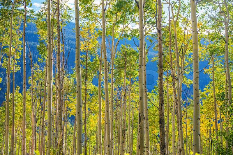 Green Yellow Aspen Trees Scenery near Aspen, Colorado, United States. Autumn in the Colorado, stock photo
