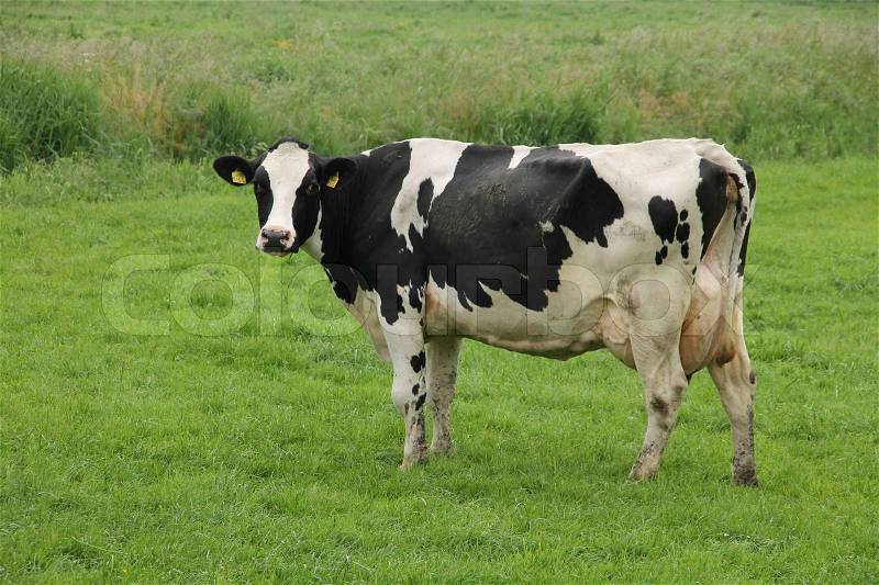 Cow, called Holstein Friesian, stands in the grassland in the summer in the countryside, stock photo