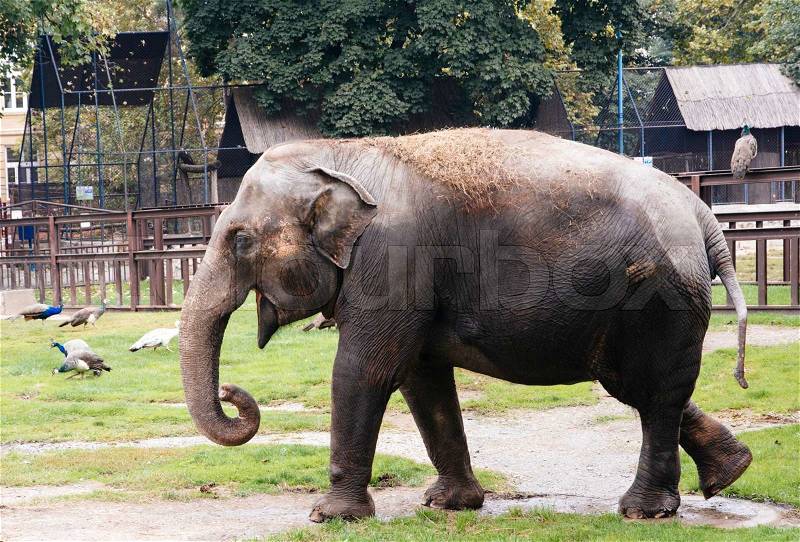 Little male elephant in zoo, stock photo