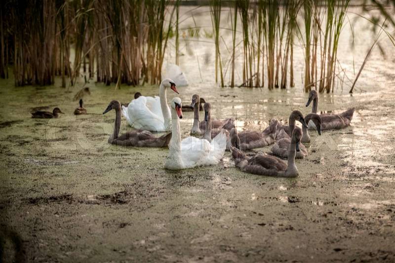 Outdoor shot of cygnets with parents swimming in pond, stock photo