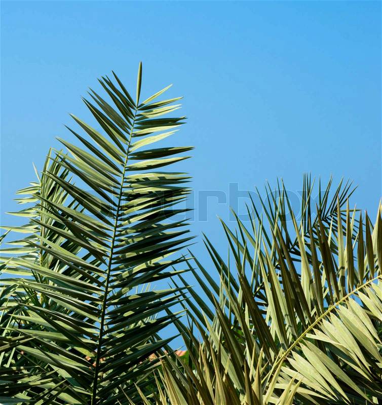 Green palm tree on blue sky background, stock photo