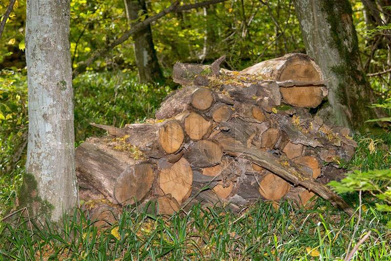 Harvested pile of firewood in the forest, stock photo