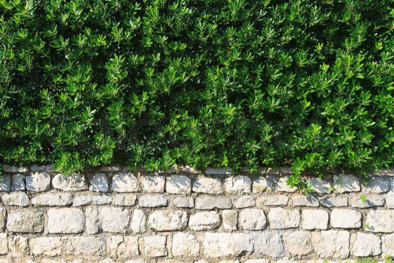 Hedge evergreen shrub in the landscape design closeup horizontal , stock photo