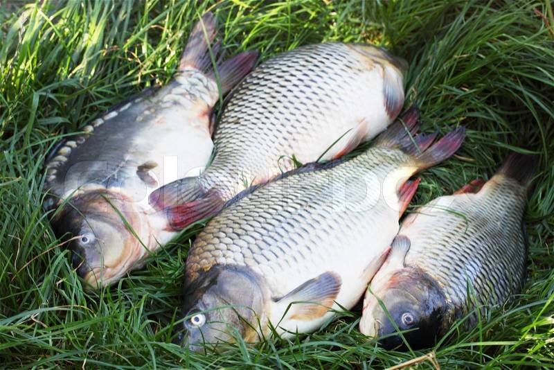 Large freshwater fish carp on the grass, stock photo
