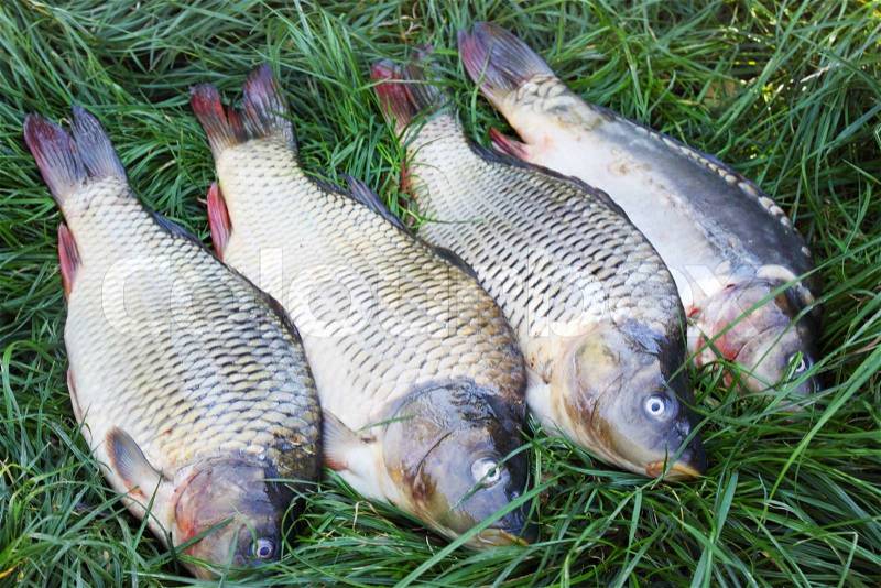 Large freshwater fish carp on the grass, stock photo