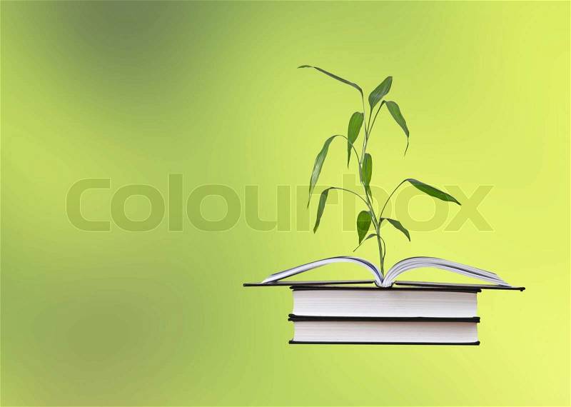 Bamboo growing from book, stock photo