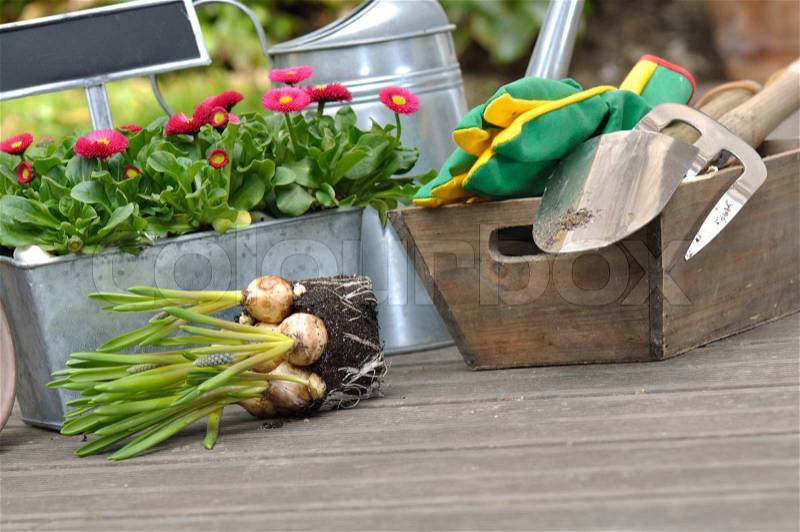 Flower bulbs and gardening accessories on wooden floor, stock photo