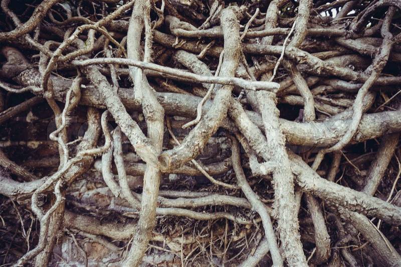 Big tree root. Roots of old tree, stock photo