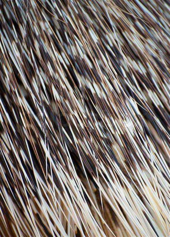 Part of Old World porcupine body with spines, stock photo