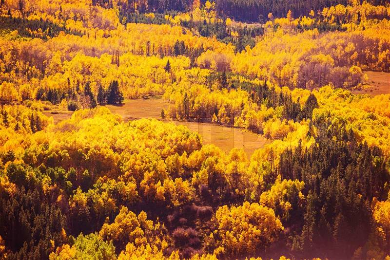 Colorful Fall Forest Scenery. Autumn Foliage in Colorado Rocky Mountains. Colorful Fall Trees, stock photo