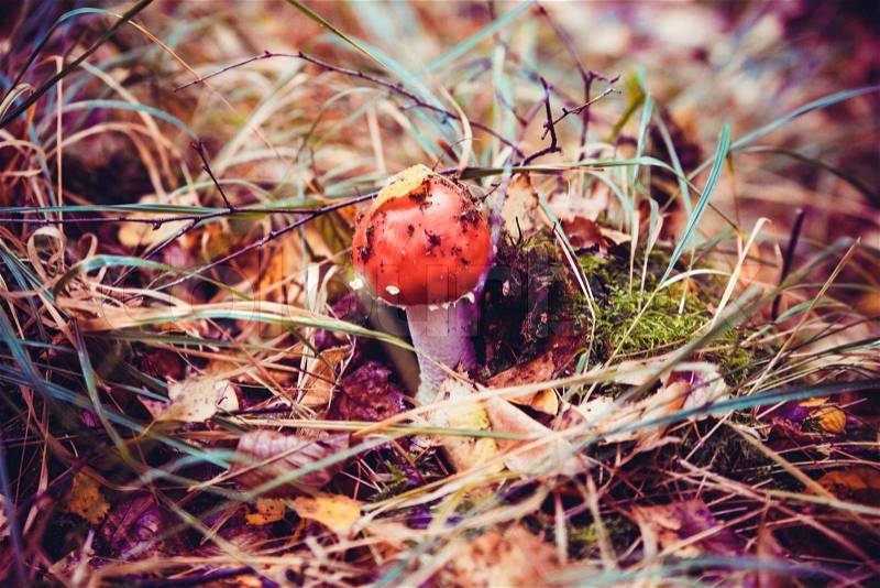 Amanita muscaria. Amanita poisonous mushroom. mushroom in the grass. beautiful red and white toadstool, stock photo