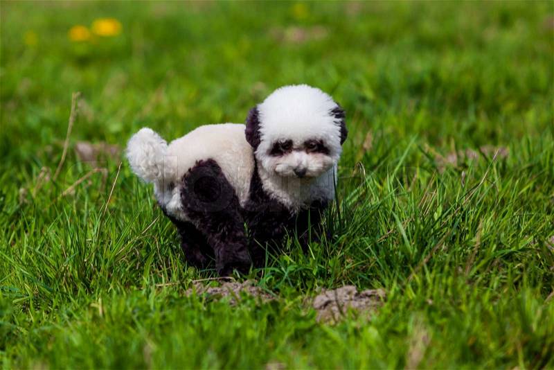 Dog repainted on panda. groomed dog. pet grooming, stock photo