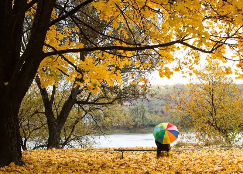 A colorful umbrella in the rain in yellow fall leaves, stock photo