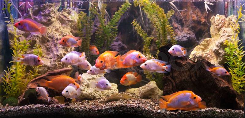 Tropical freshwater aquarium with big red fish, stock photo