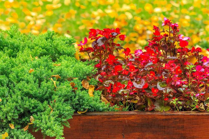 Small decorative red flowers and conifer in a wooden box wet from the rain on a background of yellow fallen leaves in a green grass, stock photo