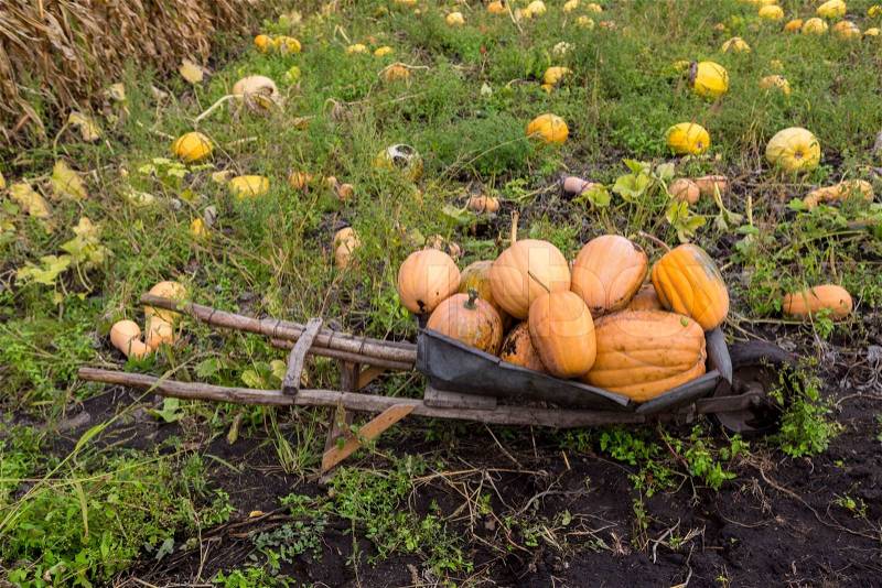 Pumpkins in Patch Waiting to Be Chosen and Taken Home to be Carved, Baked as a Pie, stock photo