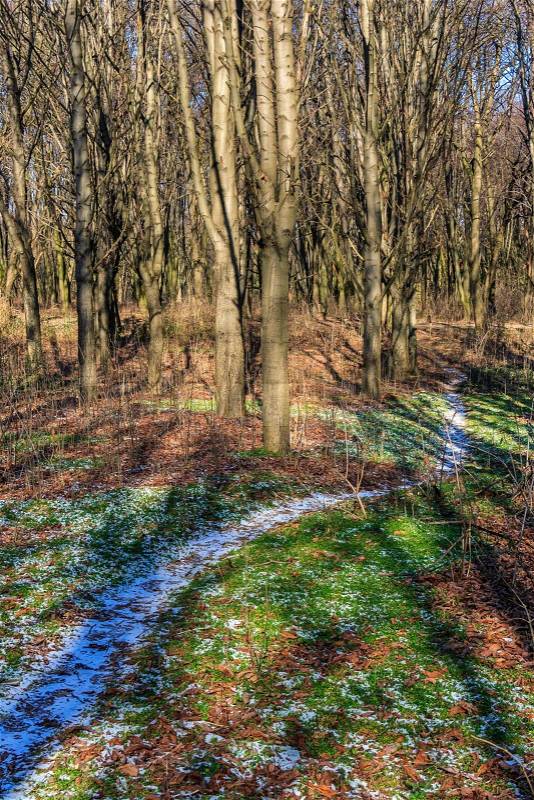 Snow-covered path near the forest lawn with green grass and withered leaves in late autumn, stock photo