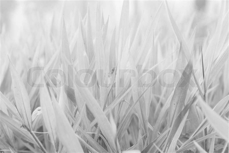 Black and white Leaves of grass with dew drops on a blade of grass. In the morning, the cold weather, stock photo