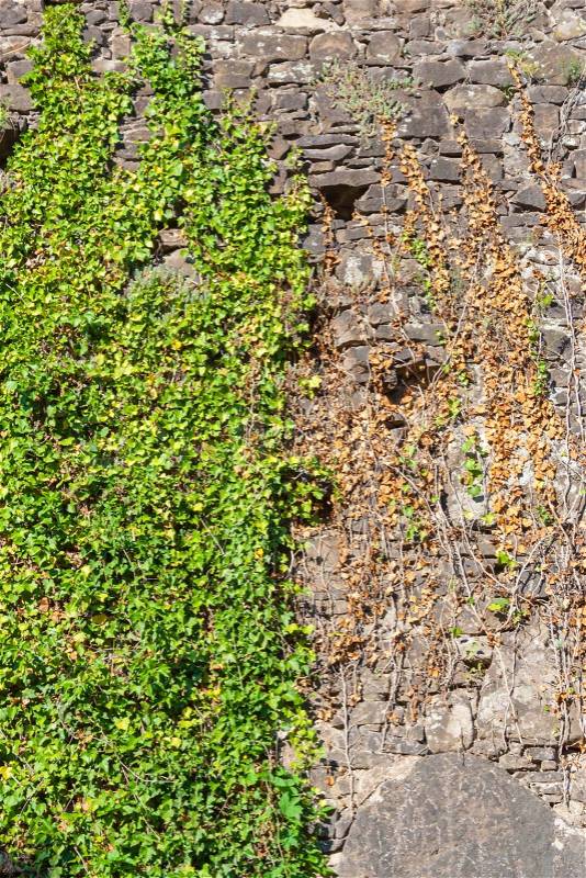 Old stone wall covered with green leaves, stock photo