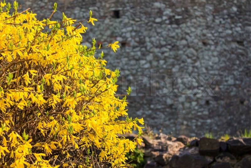 Yellow bush leaves in backlight morning light, coarsely, on a stone wall background, stock photo