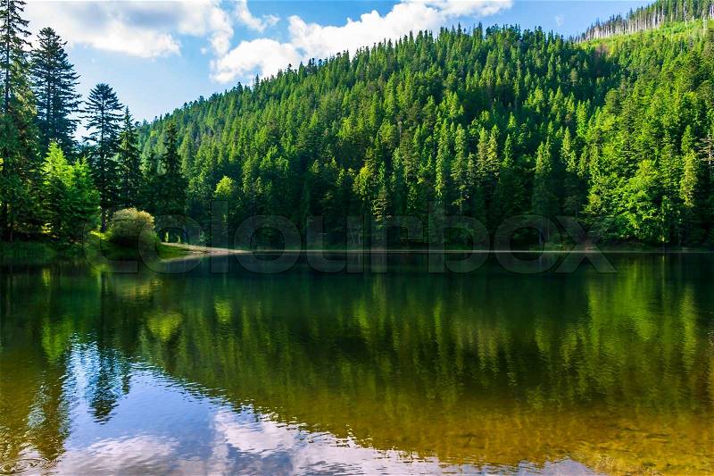 Calm clear lake in the mountains of pine trees planted in fine summer weather, stock photo