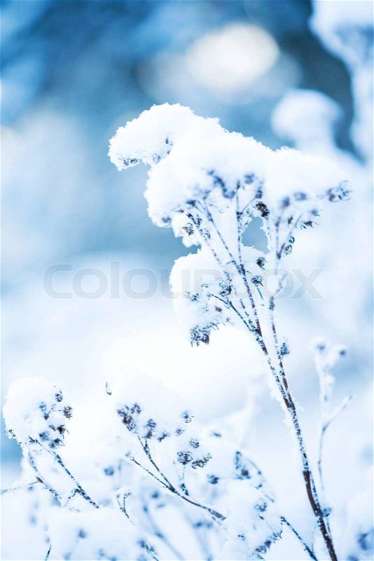 Frozen plant in winter, stock photo