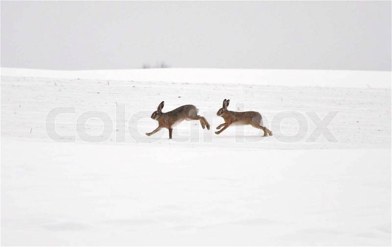 Rabbits running on snow landscape, stock photo