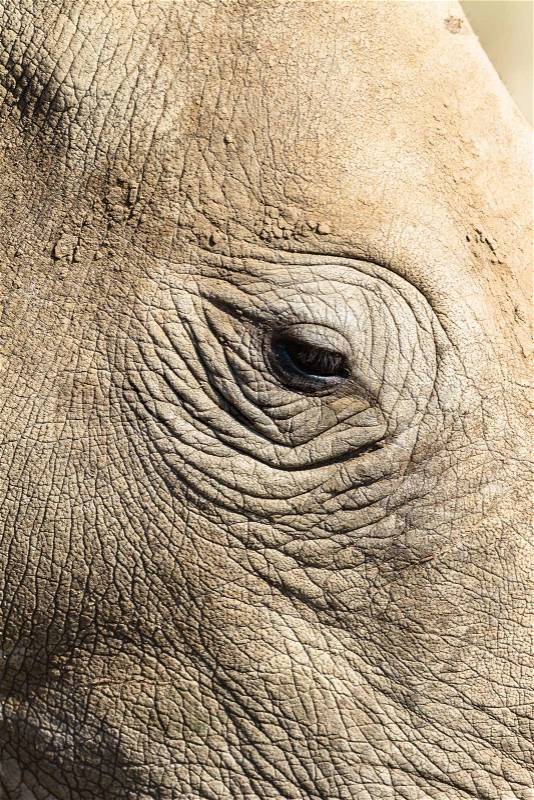 Rhino closeup eye detail of animal wildlife wilderness terrain habitat, stock photo