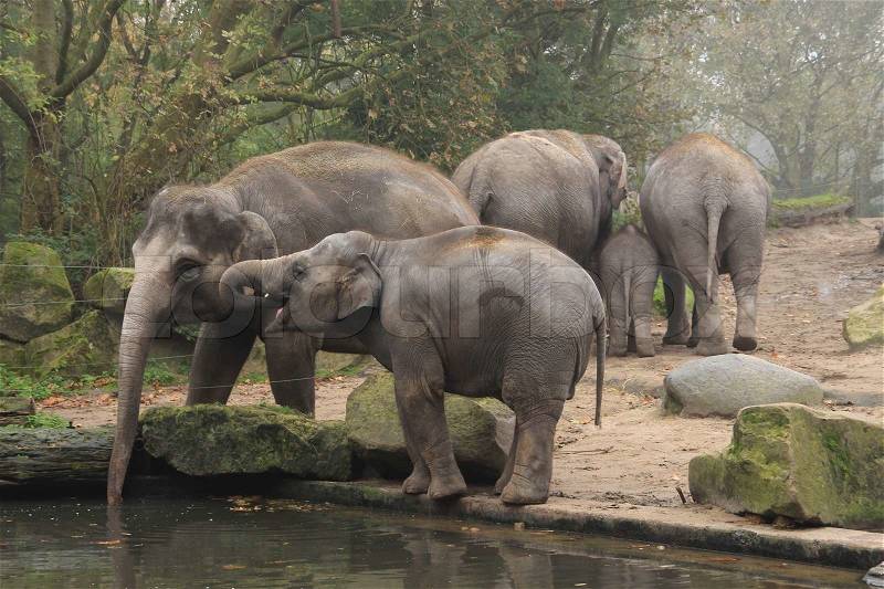 Couple elephants with young ones, some walking some are drinking in the zoo, stock photo